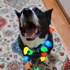 Meet your Posher, Donna